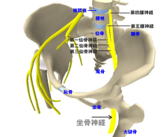 坐骨神経の参考図1：お腹側から見た模式図