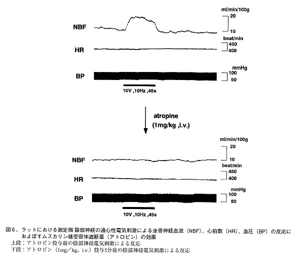 血流変化に関する動物実験の参考図（ラット）1