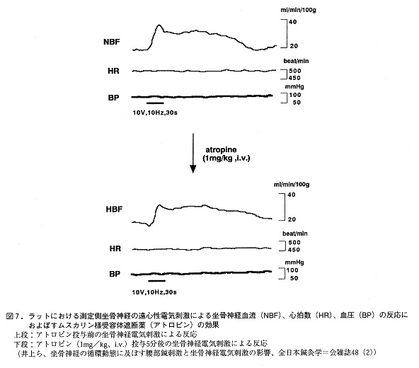 血流変化に関する動物実験の参考図（ラット）2