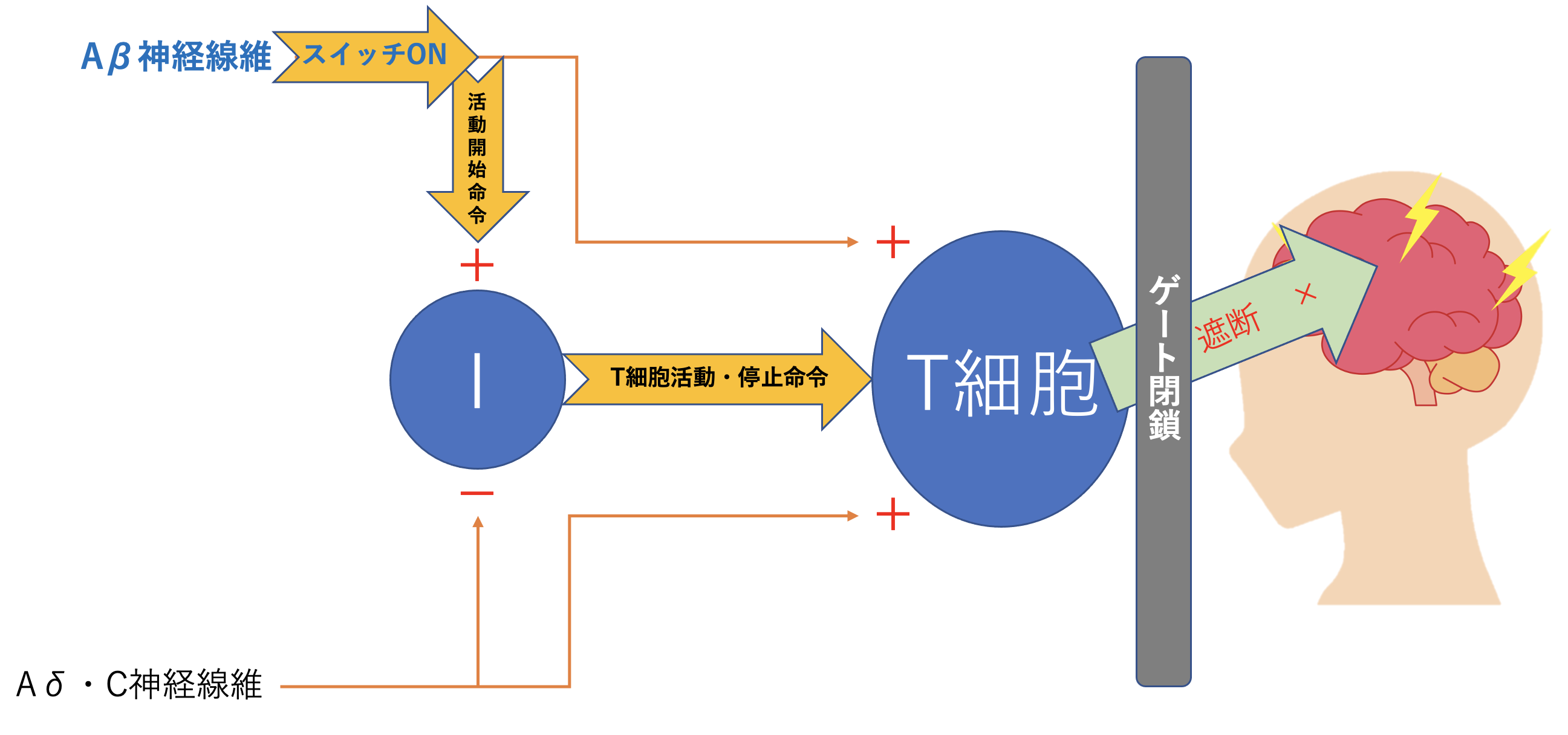 ゲートコントロール理論図（作図：高野義道）